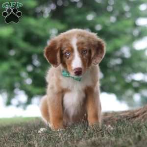 Ducati, Miniature Australian Shepherd Puppy
